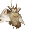 taxiderm