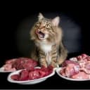 Канал Catnutrition.ru в Telegram