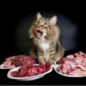 Telegram-канал Catnutrition.ru