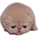 Стикеры Кисик в Telegram