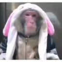 Стикеры Обезьяны в Telegram