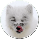 Стикеры Arcticfoxcoming в Telegram