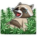 Стикеры Криминальный Енот в Telegram