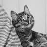 Telegram-канал DailyCats
