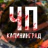Telegram-канал ЧП Калининград