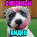 Канал СМЕШНОЕ ВИДЕО | СМЕШНЫЕ ВИДЕО в Telegram