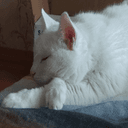 Стикеры barsik в Telegram