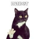 Стикеры Котичи в Telegram