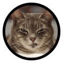 Стикеры Смешные котики в Telegram