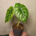 Канал Flora_v_gorode в Telegram