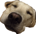 Стикеры Dog's mood в Telegram