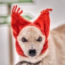 Канал Дорога к дому🐾 в Telegram