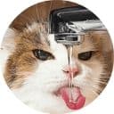 Стикеры Котики и кошечки в Telegram
