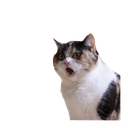 Стикеры Strange cats bad clipping в Telegram