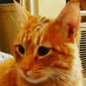 Telegram-группа Русские в Ереване 🇦🇲🐈