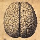 Канал Cerebrum в Telegram