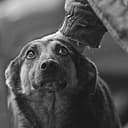 Канал Всё в твоих руках-помощь животным с приюта "Ласка"🐶🐈 в Telegram