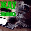 Стикеры Моя любимая Кошка в Telegram