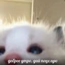 Стикеры Жизнь котиков в Telegram