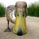 Канал Animal GIFs в Telegram
