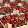 Telegram-канал Свежая клубника 🍓,клубника в шоколаде Открыт предзаказ на 14 и 23 февраля