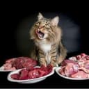 Канал Catnutrition.ru в Telegram