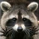 Канал Procyon/raccoon/енот в Telegram