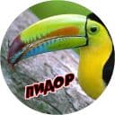 Стикеры Очень злые птички в Telegram