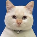 Канал CATS & ONLY 🐾 в Telegram