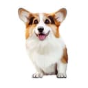 Канал corgosha в Telegram