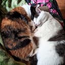 Канал chubby cat в Telegram