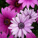 Канал 🌺 МИР ЦВЕТОВ в Telegram