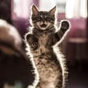 Канал Котики tiktok video cats кошки в Telegram