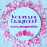 Telegram-канал Коллекция Пеларгоний Наталии