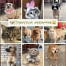 Telegram-канал 🐶Пушистый любимчик🐱