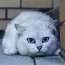 Стикеры Кот Коби в Telegram