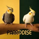 Канал 🦜 P A R R O D I S E 🦜 в Telegram