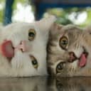 Канал I'm a cat, mlem в Telegram