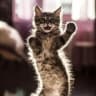Telegram-канал Котики tiktok video cats кошки
