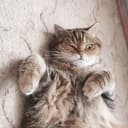 Канал Коты и кошка Крамника в Telegram