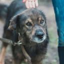 Канал animal_nsk в Telegram