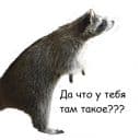 Стикеры Енот Тёма в Telegram