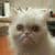 Канал Broken Cats в Telegram