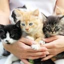 Канал КОТЯТА😽😽😽ТОЛЬКО В ДОБРЫЕ РУКИ! НАВОИ! в Telegram