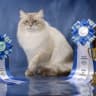 Telegram-канал Siberian _Newseaprim 🐈 невские маскарадные котята