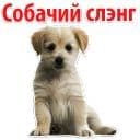 Стикеры ? Собачий Слэнг в Telegram