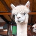 Канал Alpaca land 🦙 в Telegram