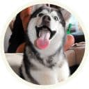 Стикеры Хаски в Telegram
