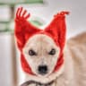 Telegram-канал Дорога к дому🐾