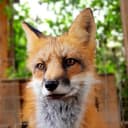 Канал Лисы EL COUGUAR FOX в Telegram